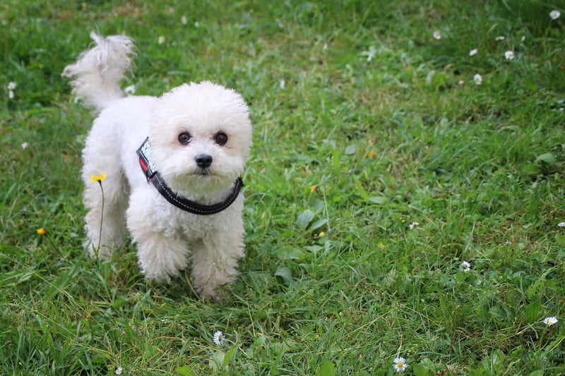 Choosing the Right Miniature Poodle Puppy