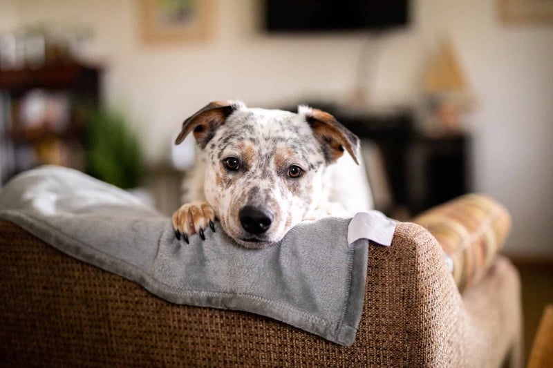 Closing Thoughts on the Texas Heeler Breed