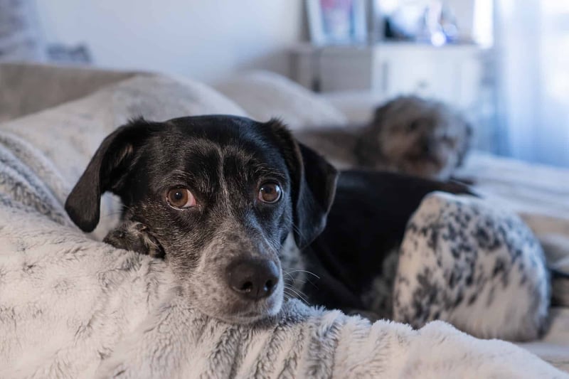Common Health Issues and Conditions in English Pointers