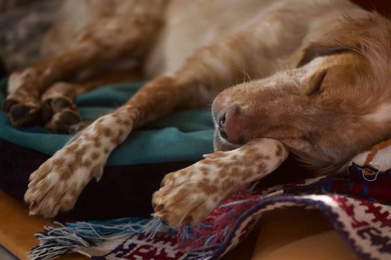 Dog peacefully sleeping on soft blanket, ideal for cozy pet relaxation and comfort.