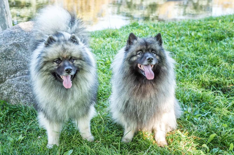 Comparing Male Versus Female Keeshonds