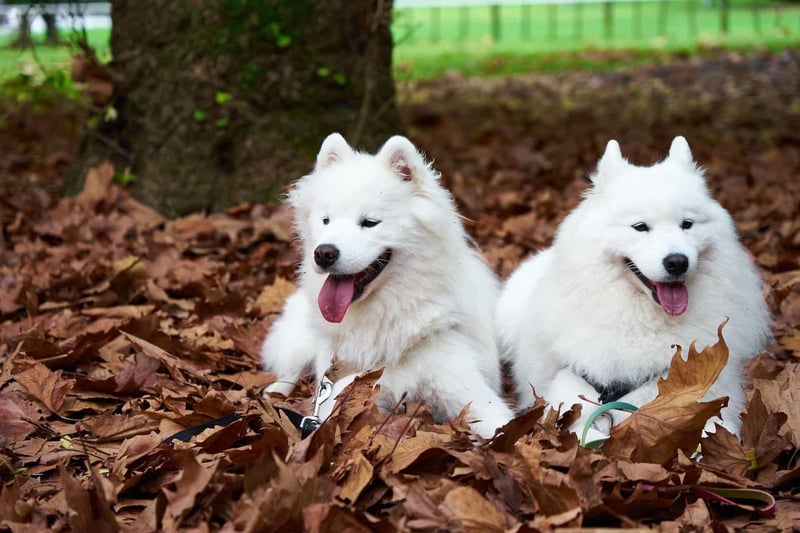 Comparing Male and Female Samoyeds