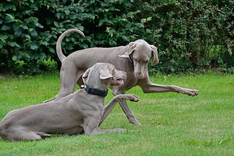 Dogs playing outdoors on green lawn with lush bushes.
