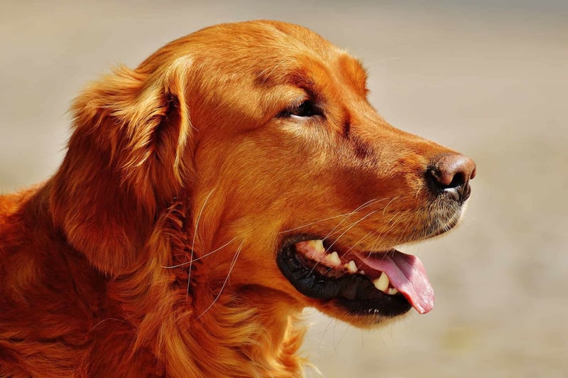 Irish Setter photo 2