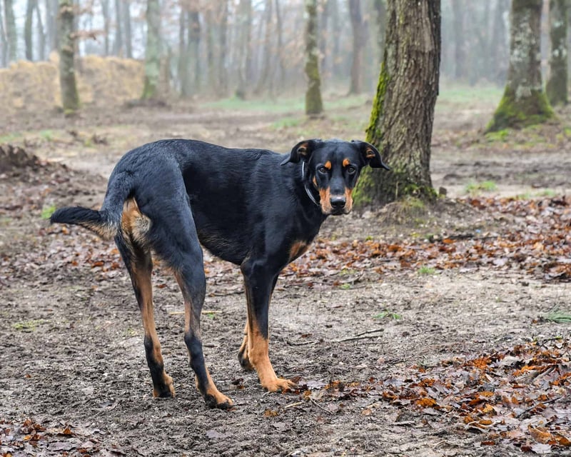 Dog in forest, scenic outdoor hike, nature trail, wildlife adventure.
