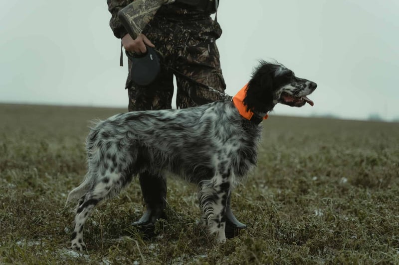 English Setter dog wearing orange collar on walk.