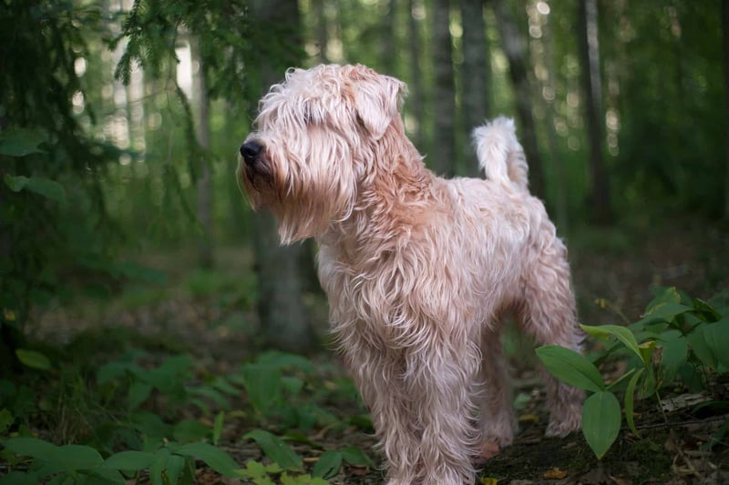 Adorable dog exploring nature in the woods, perfect for outdoor dog activities.