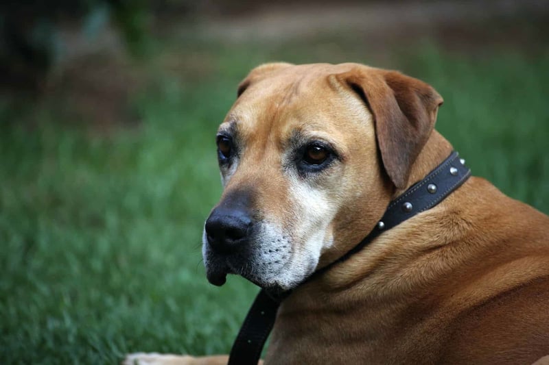 English Mastiff photo 3