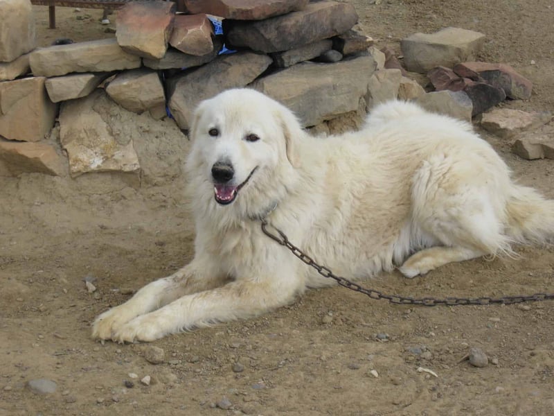 Happy dog relaxing outdoors in a natural setting for pet care.