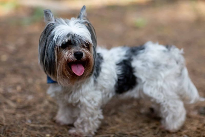 Biewer Terrier photo 3