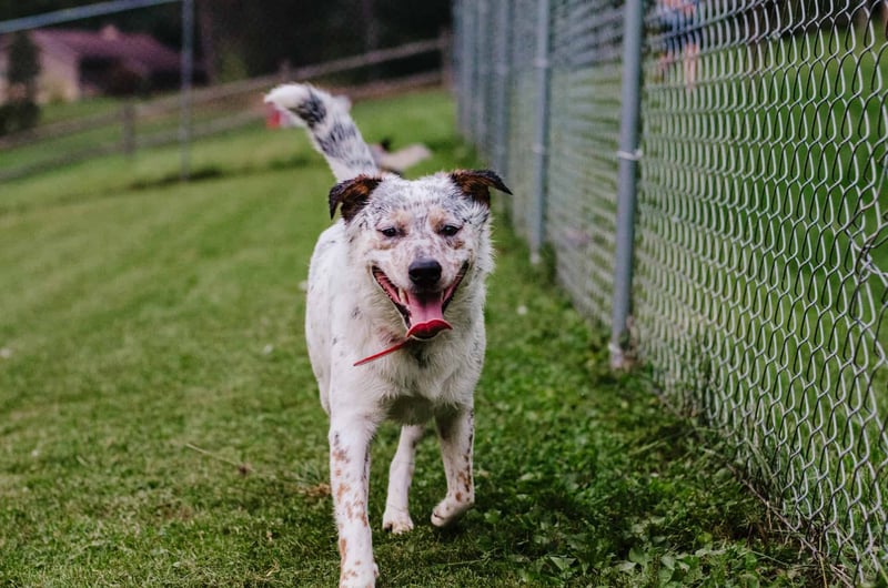 Texas Heeler photo 3