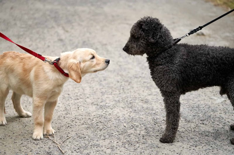 Do Spanish Water Dogs Get Along with Other Pets