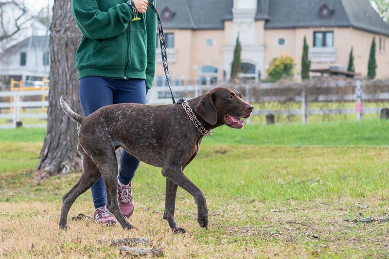 Dog walking in park with owner, emphasizing professional pet care services offered by Dogfix.com.