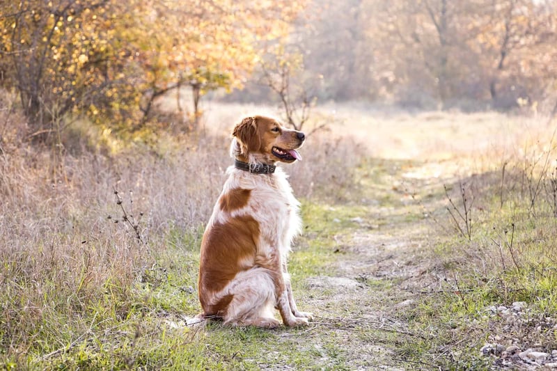 Ensuring Adequate Exercise for Your Brittany