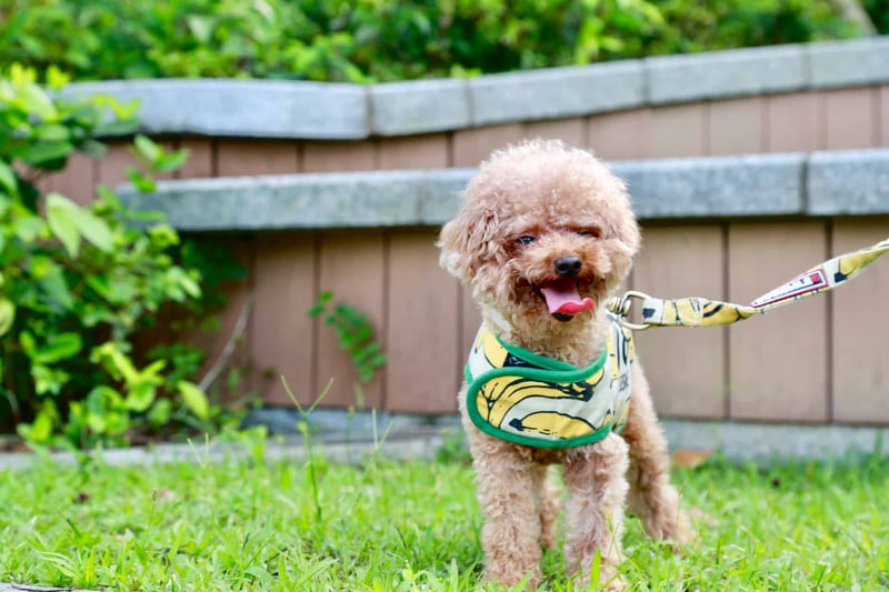 Ensuring Adequate Exercise for Your Teacup Poodle