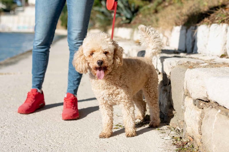 Ensuring Proper Exercise for Your Mini Goldendoodle