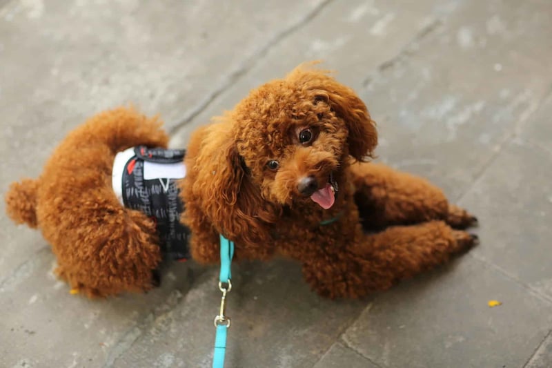 Essential Grooming Care for Toy Poodles