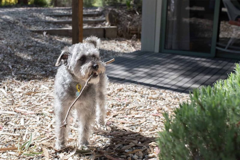 Dog fix outdoor dog care and training services for happy, healthy pets.
