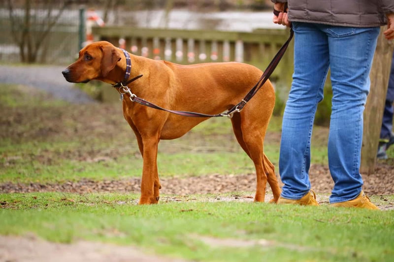 Dog on a leash, training, guide dog, outdoor walk, dog service, dog training, dog care, canine assistance.