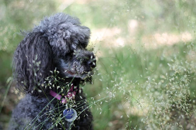 Fascinating Fact 2 About Miniature Poodles