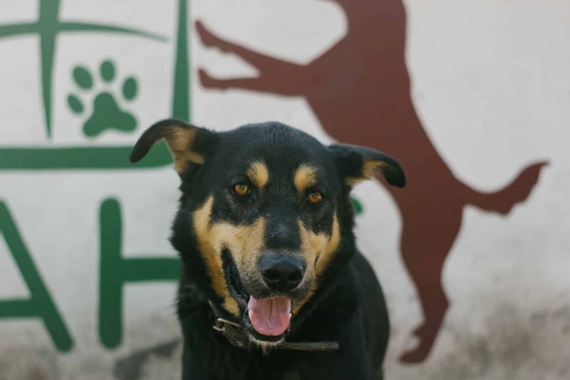 Fascinating Fact #2 About the Australian Kelpie