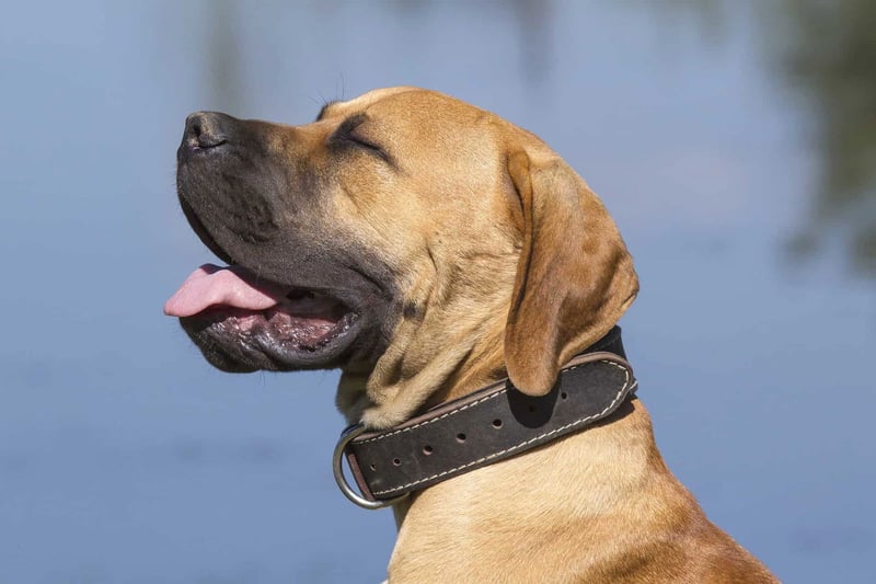 Fascinating Fact #2 Related to Boerboels