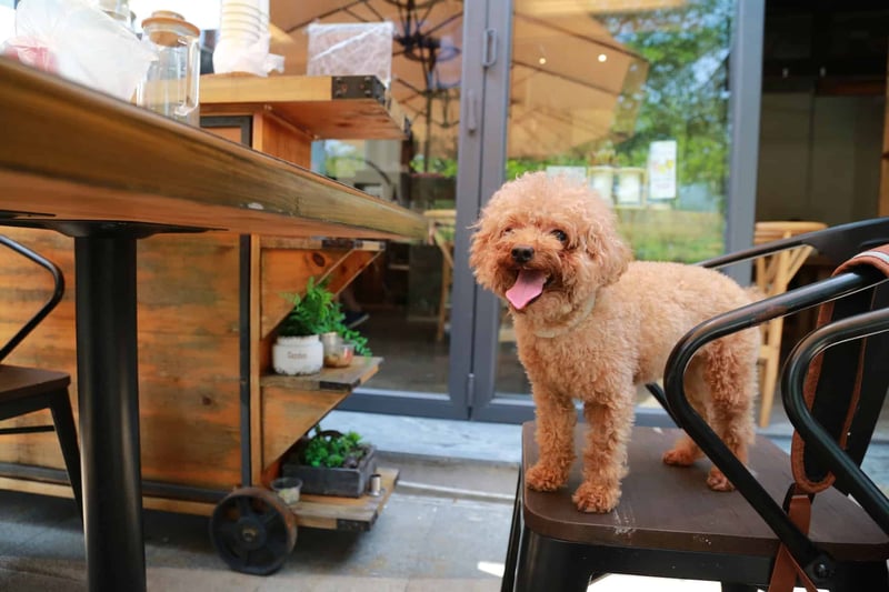 Fascinating Fact 2 about Teacup Poodles