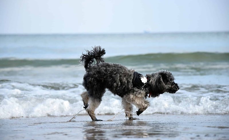 Fascinating Fact 3 About Miniature Poodles