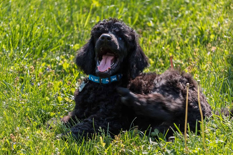 Poodle photo 3