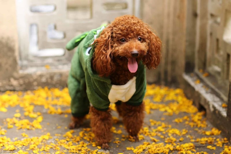 Fascinating Fact 3 About Toy Poodles