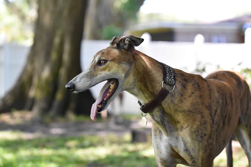Dogfix.com dog caring app for active and playful greyhounds.