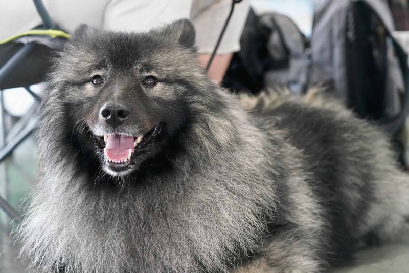 Adopt a friendly, adorable dog from Dogfix.com today.