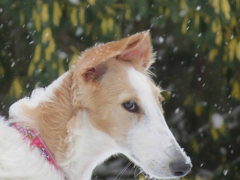Fascinating Fact About the Borzoi #1