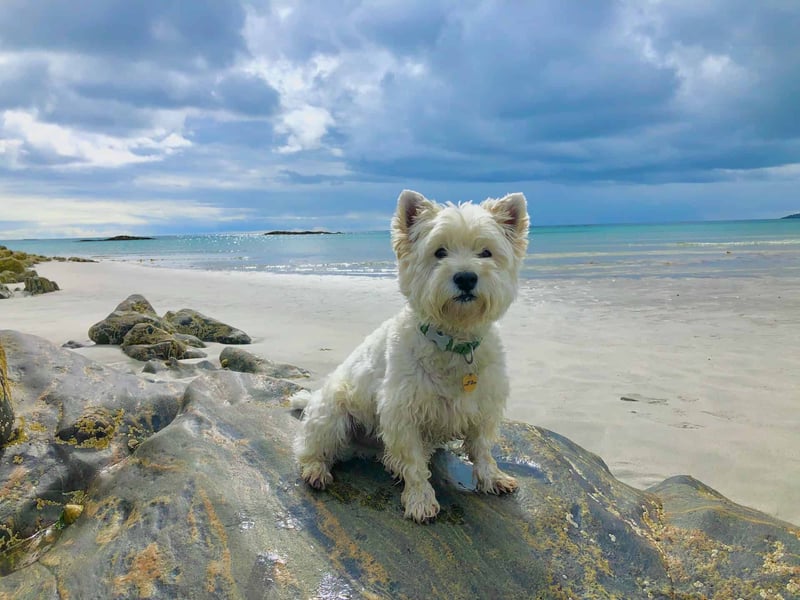 Fascinating Fact #West Highland White Terriers
