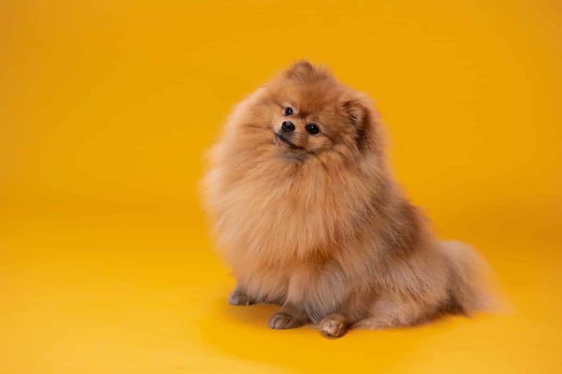 Fascinating Pomeranian Fact #2