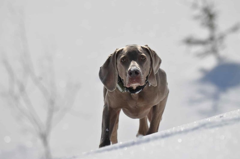 Fascinating Weimaraner Fact #3