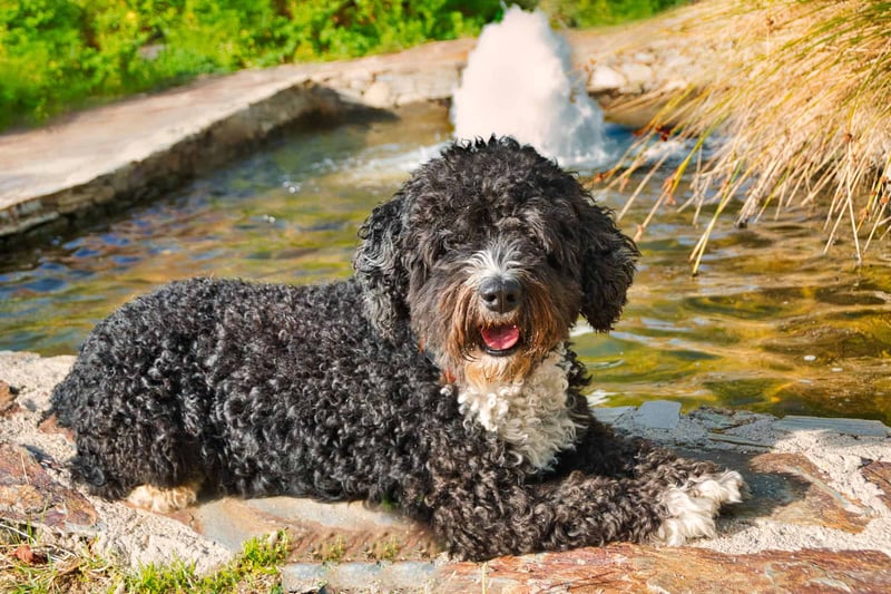 Spanish Water Dog photo 1
