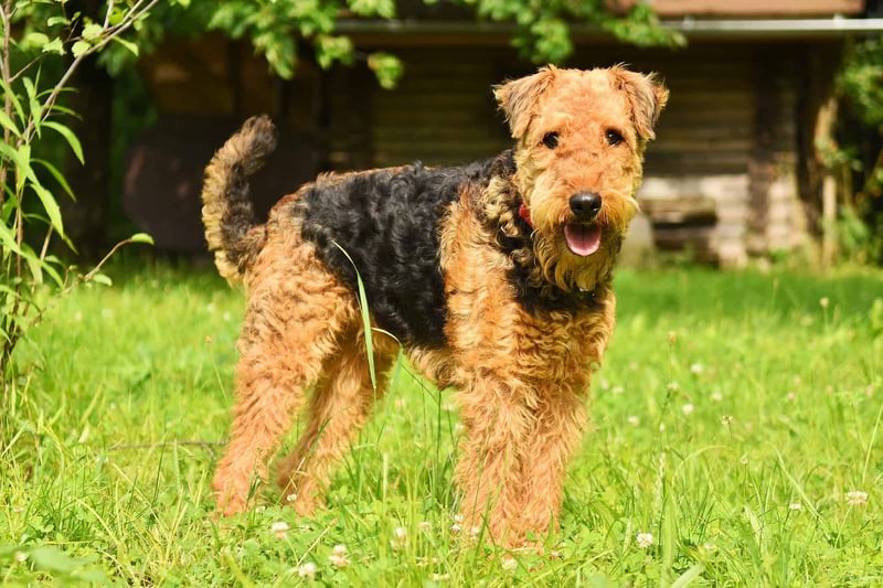 Airedale Terrier photo 1