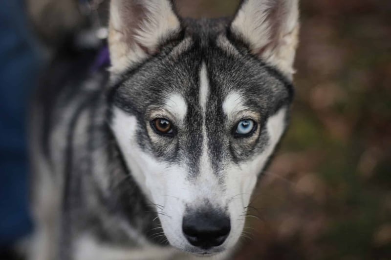 Alaskan Husky photo 1