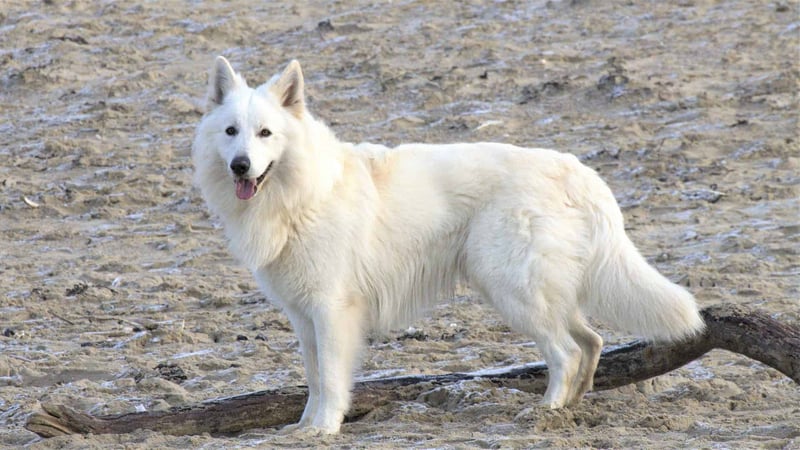 American White Shepherd photo 1