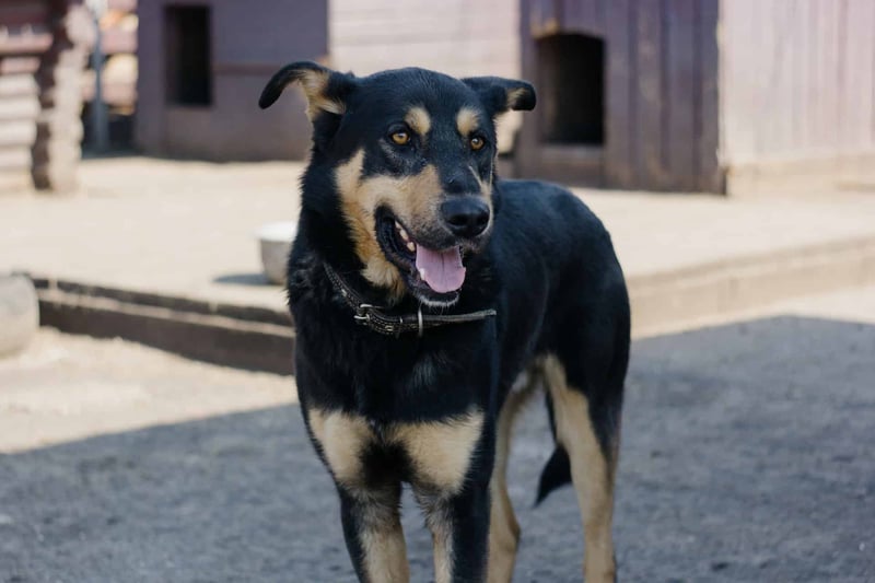 Australian Kelpie photo 1