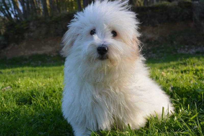 Coton de Tulear photo 1