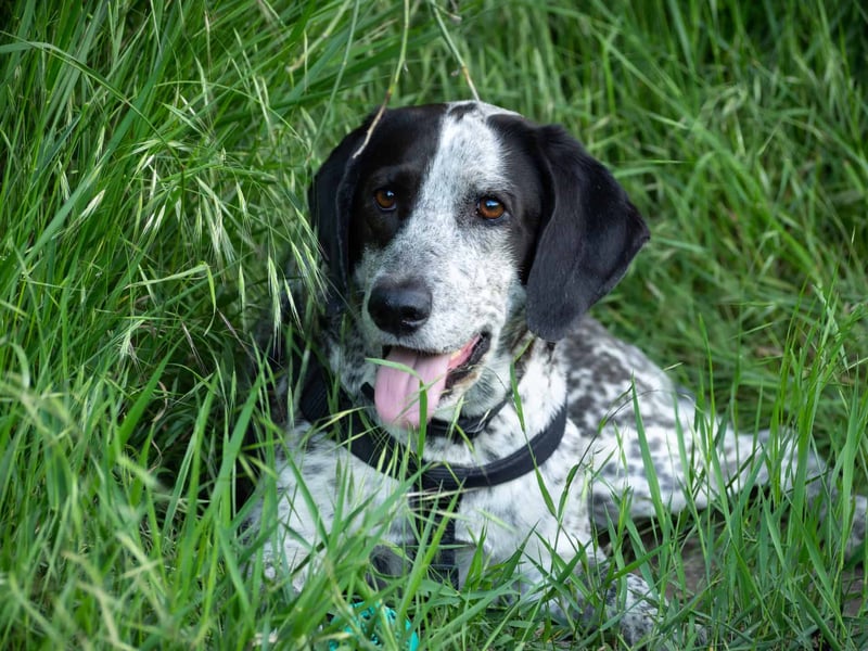 English Pointer photo 1