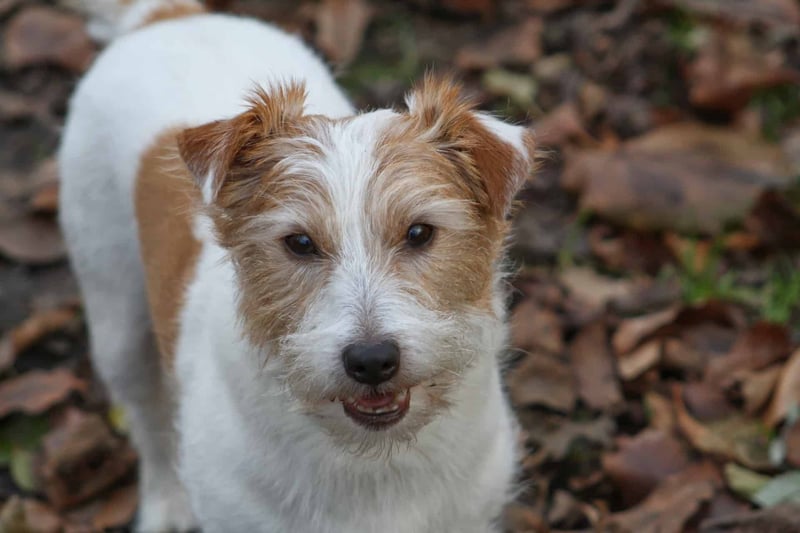Jack Russell Terrier photo 1