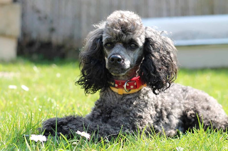 Miniature Poodle photo 1