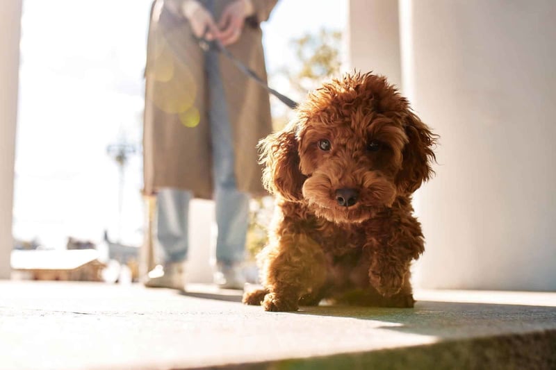 Grooming Essentials for Mini Goldendoodles
