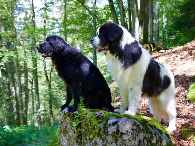 How Well Do Flat-Coated Retrievers Interact with Other Pets