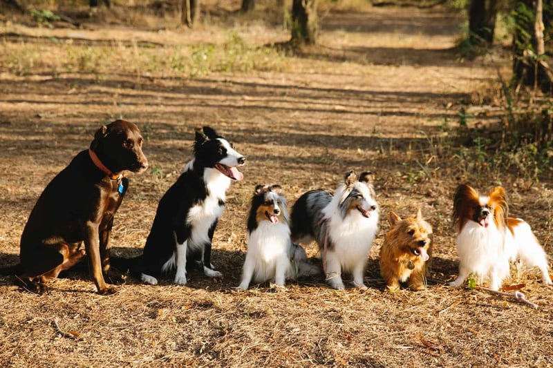 Playful group of happy dogs sitting outdoors, nature walk exercise, friendly canine group, SB.jpg.