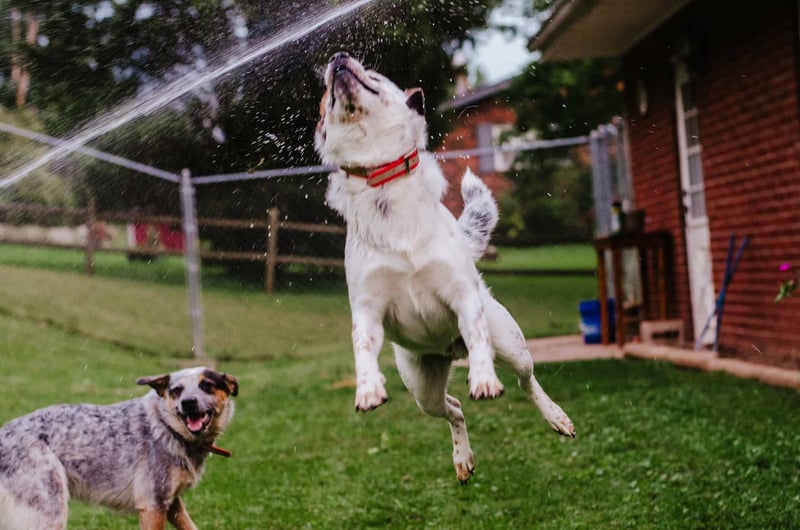 How Well Do Texas Heelers Get Along with Other Pets