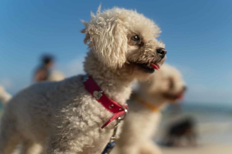 How Well Do Toy Poodles Get Along with Other Pets